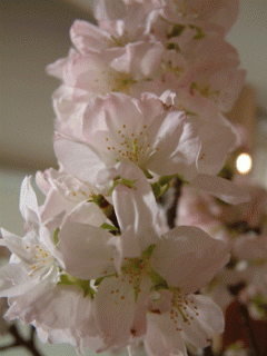 摜(240x320)Eg摜(263x350)