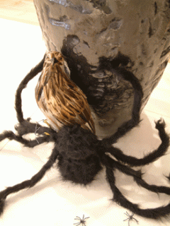 画像(240x320)・拡大画像(263x350)